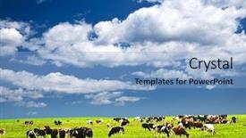 Presentation with pasture - Presentation theme enhanced with open range - cows grazing in a green background and a light blue colored foreground