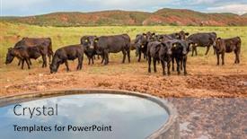  Presentation with water tank - Slide deck featuring open-range-cattle-grazing background and a light blue colored foreground