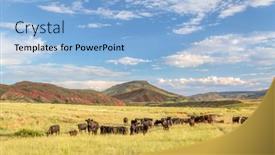  Presentation with grazing - Audience pleasing slide set consisting of open-range-cattle-grazing backdrop and a light blue colored foreground