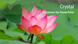  Presentation with lotus - PPT theme having open water - close-up of beatiful pink lotus background and a ocean colored foreground