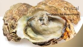  Presentation with food white - Slides featuring opened-and-closed-raw-oysters background and a coral colored foreground