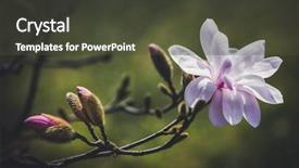  Presentation with dark flower - Colorful presentation design enhanced with opening magnolia flower in the park at springtime on the dark background with a shallow dof backdrop and a tawny brown colored foreground