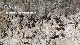  Presentation with ant - Beautiful slide set featuring operating ants backdrop and a gray colored foreground