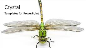  Presentation with dragonfly - Amazing slides having ophiogomphus cecilia green snaketail dragonfly backdrop and a white colored foreground