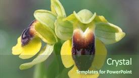  Presentation with yellow - Amazing theme having ophrys ophrys lutea european orchid backdrop and a tawny brown colored foreground
