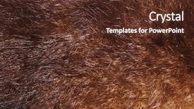  Presentation with australian - Amazing slides having opossum - australian possum fur closeup background backdrop and a tawny brown colored foreground