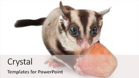  Presentation with glider - PPT theme enhanced with opossum - cute sugar glider eating grape background and a lemonade colored foreground
