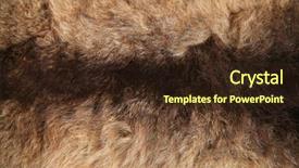  Presentation with hide - Beautiful slide deck featuring opossum - genuine new zealand possum pelt backdrop and a tawny brown colored foreground