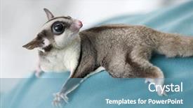  Presentation with animals - PPT theme enhanced with opossum - possum on shoulder of doctor background and a  colored foreground