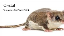  Presentation with glider - Amazing theme having opossum - sugar glider - acrobates pygmaeus backdrop and a  colored foreground