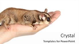  Presentation with glider - Colorful presentation enhanced with opossum - sugar glider moving up backdrop and a white colored foreground
