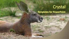 Presentation with kangaroo - Slides having opossums - red kangaroo resting background and a tawny brown colored foreground