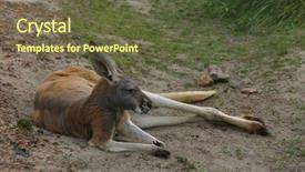  Presentation with kangaroo - Audience pleasing theme consisting of opossums - red kangaroo resting backdrop and a tawny brown colored foreground