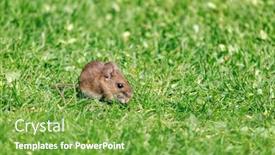  Presentation with seed - Colorful PPT layouts enhanced with opportunist-wood-mouse-apodemus-sylvaticus backdrop and a seafoam green colored foreground