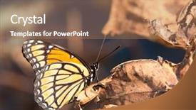  Presentation with water lily - Audience pleasing PPT theme consisting of woman in field with ears of corn explore backdrop and a light blue colored foreground