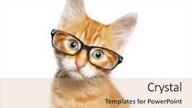  Presentation with opthalmology - Slide set consisting of opthalmology - red cat in glasses isolated background and a coral colored foreground