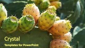  Presentation with pear - Amazing presentation theme having opuntia fruit or prickly pear backdrop and a tawny brown colored foreground