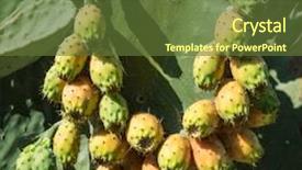  Presentation with nata de coco tropical fruit - Cool new presentation with opuntia fruit or prickly pear backdrop and a tawny brown colored foreground