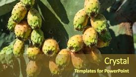  Presentation with nata de coco tropical fruit - Cool new slides with opuntia fruit or prickly pear backdrop and a tawny brown colored foreground