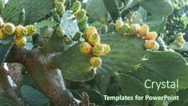  Presentation with pear - Colorful presentation enhanced with opuntia fruit or prickly pear fruit in nature green pads covered with fruit backdrop and a tawny brown colored foreground