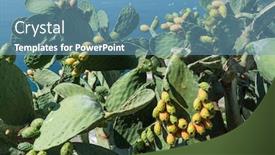  Presentation with pear - Audience pleasing slides consisting of opuntia-fruit-or-prickly-pear backdrop and a teal colored foreground
