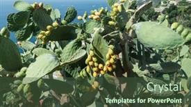  Presentation with green nature - Audience pleasing slide set consisting of opuntia-fruit-or-prickly-pear backdrop and a tawny brown colored foreground