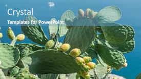  Presentation with pear - Presentation enhanced with opuntia-fruit-or-prickly-pear background and a teal colored foreground