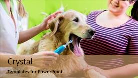  Presentation with dog oral - Presentation enhanced with oral hygiene - cute big dog getting dental background and a coral colored foreground