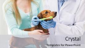  Presentation with health-care - Colorful presentation design enhanced with oral hygiene - medicine pet animals health care backdrop and a light gray colored foreground