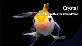  Presentation with goldfish - PPT theme having oranda goldfish background and a black colored foreground