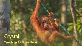  Presentation with baby prematuro - PPT theme enhanced with orang utan love - orangutan baby playing background and a tawny brown colored foreground