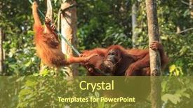  Presentation with mother feeding baby breast milk - Theme featuring orang utan love - orangutan mother and baby background and a tawny brown colored foreground