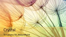  Presentation with dandelion - Slide deck with orange - abstract dandelion flower background seed background and a yellow colored foreground