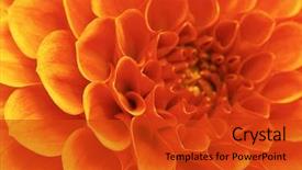  Presentation with orange abstract - Presentation theme enhanced with orange - abstract flower background and a red colored foreground