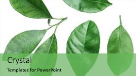  Presentation with citrus - PPT theme featuring orange - collection of citrus leaves background and a seafoam green colored foreground