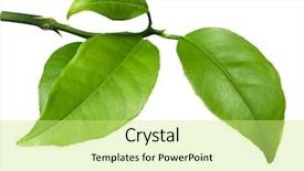  Presentation with lime - Cool new slides with orange - fresh lime leaves on branch backdrop and a soft green colored foreground