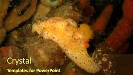  Presentation with australia - Presentation design with orange-and-purple-nudibranch-nsw background and a tawny brown colored foreground