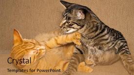  Presentation with cats - PPT theme consisting of tabby cats fighting and playing background and a gold colored foreground