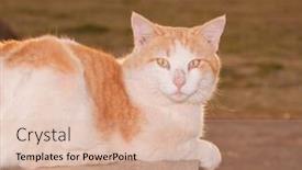  Presentation with orange - Cool new presentation design with orange-and-white-tomcat-back backdrop and a lemonade colored foreground