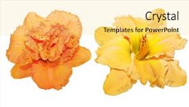  Presentation with heads - Audience pleasing slide deck consisting of orange and yellow daylily flower heads isolated on white backdrop and a yellow colored foreground