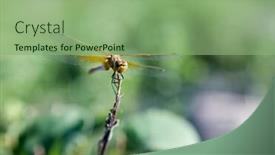  Presentation with yellow orange - Colorful presentation enhanced with orange and yellow dragon fly perched on a branch backdrop and a seafoam green colored foreground
