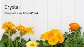  Presentation with yellow orange - Beautiful slide deck featuring orange and yellow spring flowers backdrop and a white colored foreground