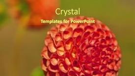  Presentation with dahlia - 