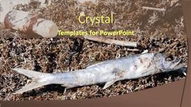  Presentation with fish beach - Slide deck featuring orange-beach-al-june-10 background and a violet colored foreground