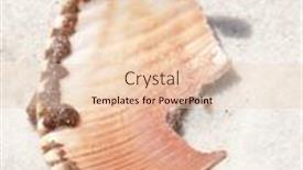  Presentation with seashell - 