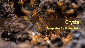  Presentation with ant - PPT theme enhanced with orange big ants crawl background and a tawny brown colored foreground