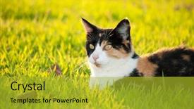  Presentation with sunshine - Theme consisting of orange black - beautiful calico cat in grass background and a gold colored foreground