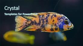  Presentation with freshwater fish - Slides featuring blotch peacock aulonocara sp freshwater background and a wine colored foreground