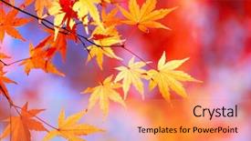  Presentation with maple leaves - Beautiful theme featuring yellow orange blue - autumnal maple leaves backdrop and a gold colored foreground