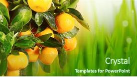  Presentation with branch - PPT layouts enhanced with fruit trees - orange branch background and a forest green colored foreground